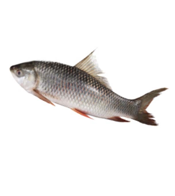 Rui Fish (রুই মাছ) 1.2 Kg (50gm±) Per Pcs Before Cutting