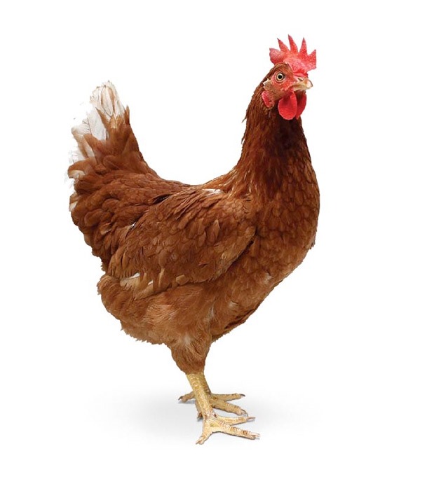 Live Chicken Sonalika 1kg